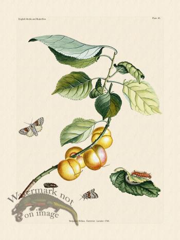 Wilkes Butterflies 083